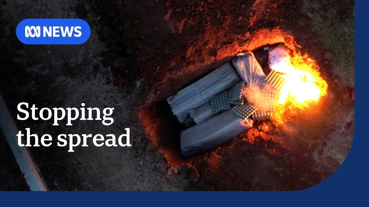 Bird flu outbreak triggers global clampdown on biggest chicken trader Brazil