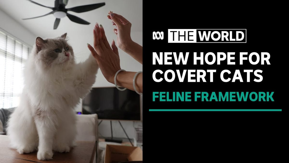 Singapore considering changes to widespread cat ban