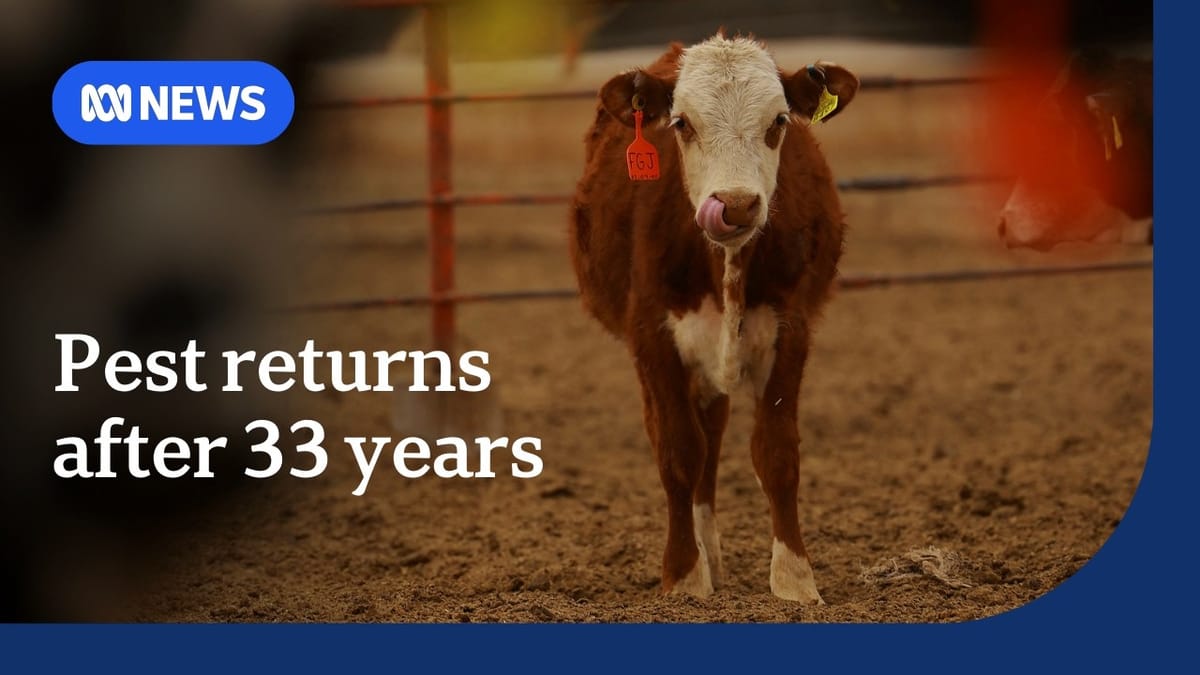 Screwworm pest outbreak puts Mexico livestock exports to US in limbo