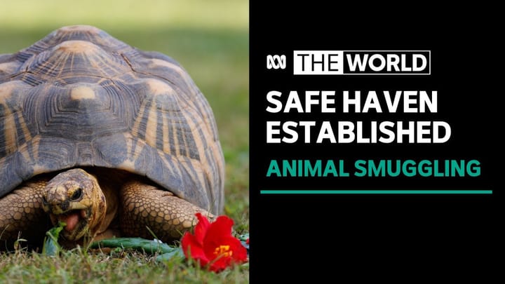 'Wildlife Confiscations Network' launched to house animals seized from traffickers